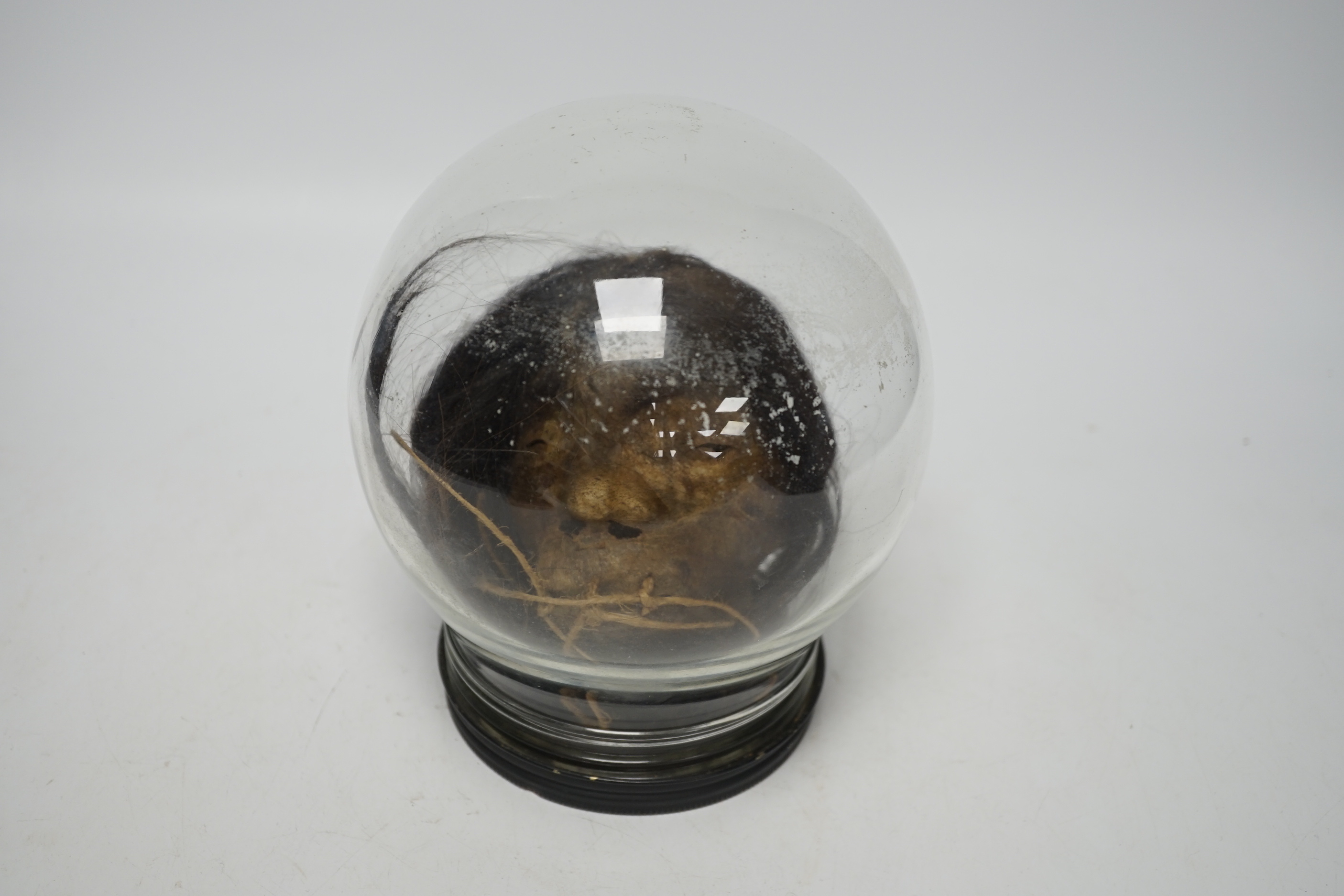 A copy of a shrunken head, in animal hide, mounted inside a glass dome on turned base, 18cm high